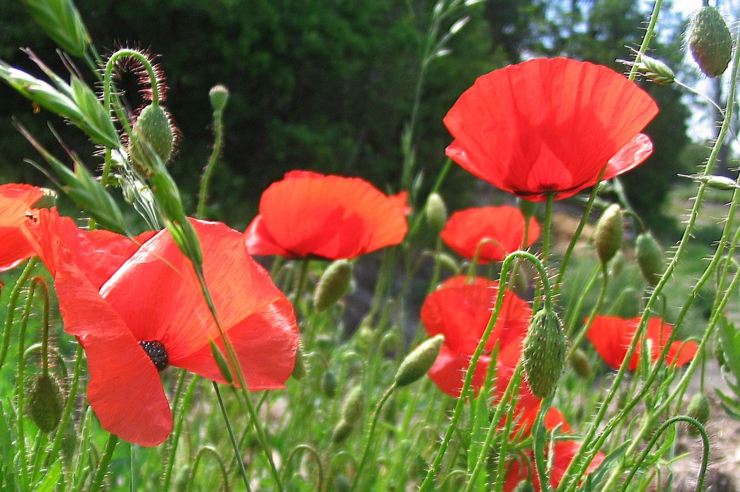 Les coquelicots du jardin du moulin